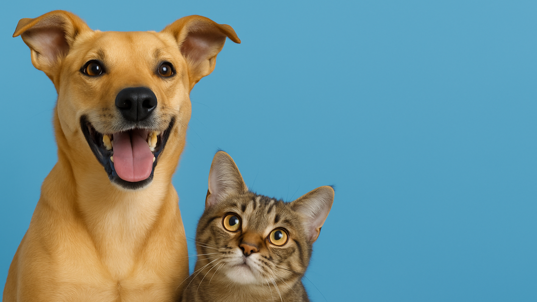 Why We Give Back: Meet the Rescues Tobsters Supports Right Now