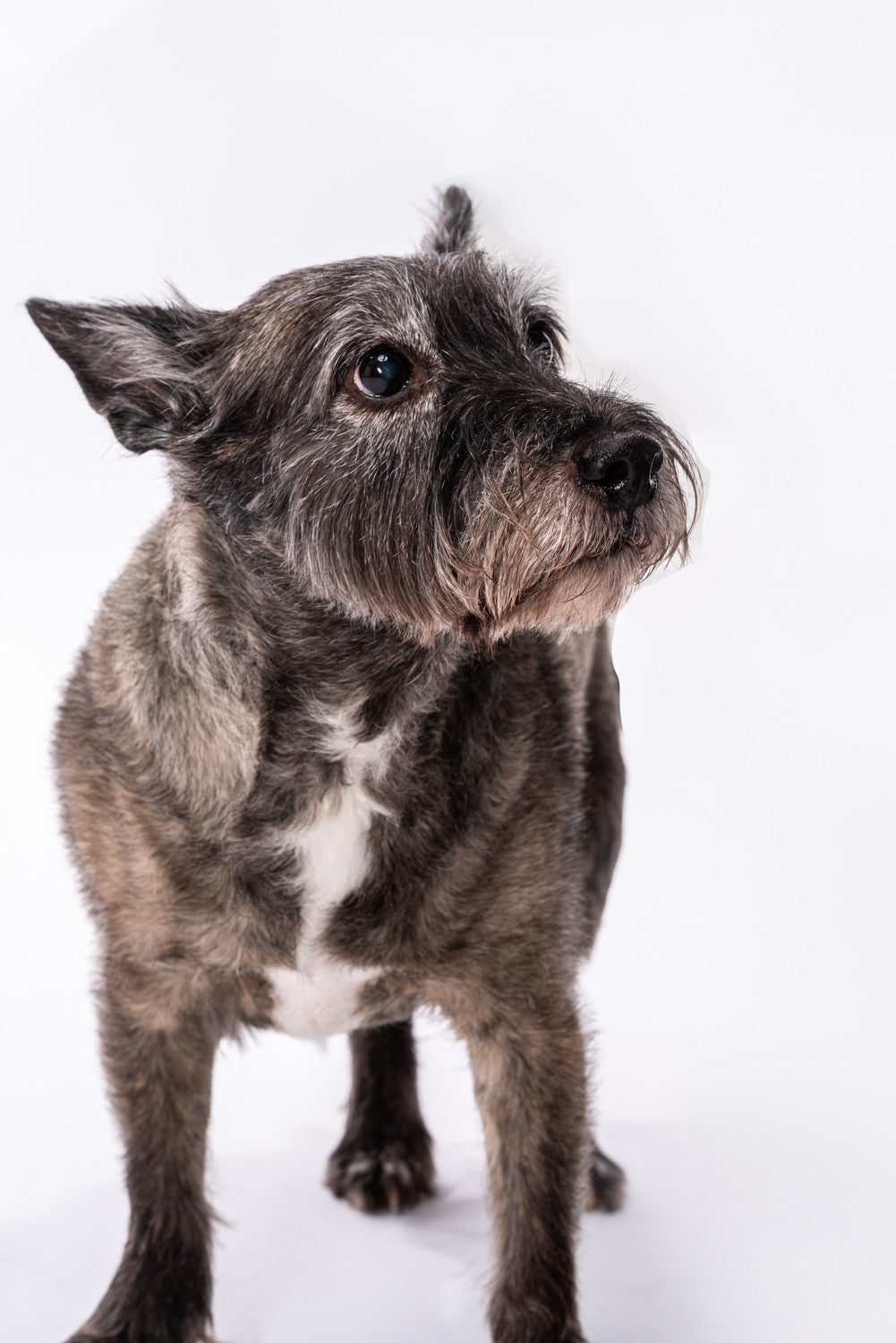 Toby: The Heart Behind Tobsters