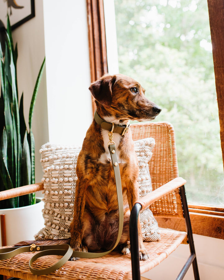 Brindle dog sitting by a window wearing a modern sage waterproof Biothane collar with matching leash and solid brass hardware.