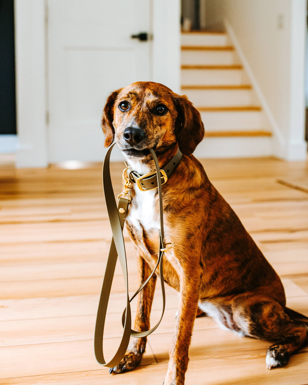 Brindle dog looking at the camera while holding a sage waterproof Biothane leash in its mouth, wearing a matching sage collar with solid brass hardware.