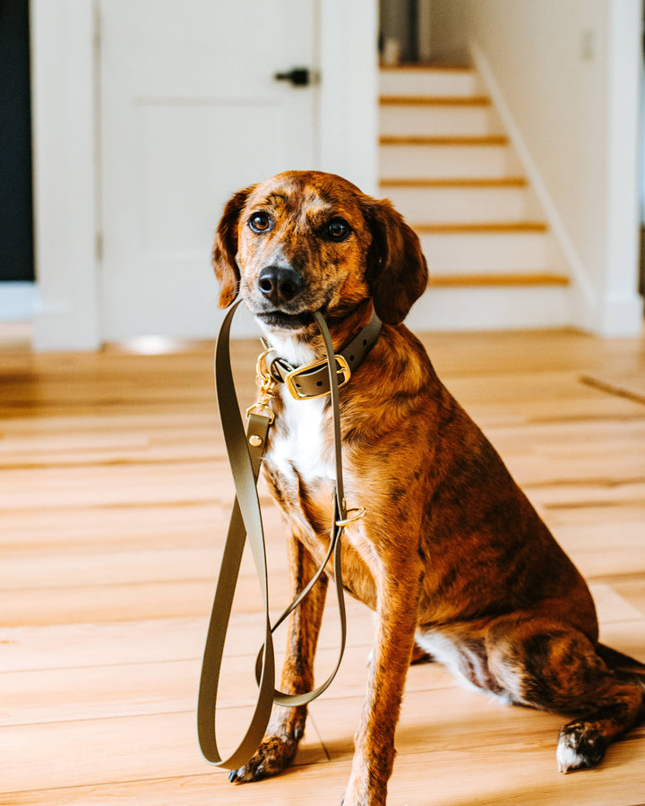 Brindle dog looking at the camera while holding a sage waterproof Biothane leash in its mouth, wearing a matching sage collar with solid brass hardware.