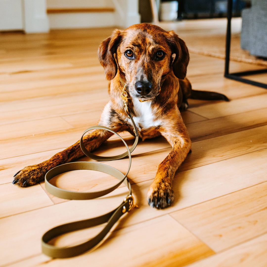 Brindle dog indoors looking at the camera while wearing a sage waterproof Biothane signature leash with solid brass hardware.