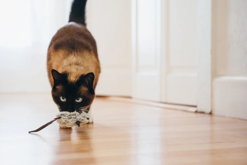 Cat carrying plush mouse toy with catnip in mouth walking down hallway
