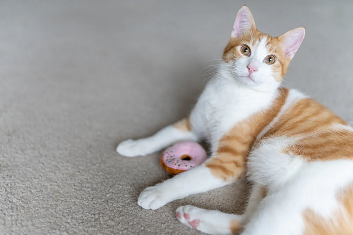 Orange and white cat with plush pink donut cat toy filled with catnip