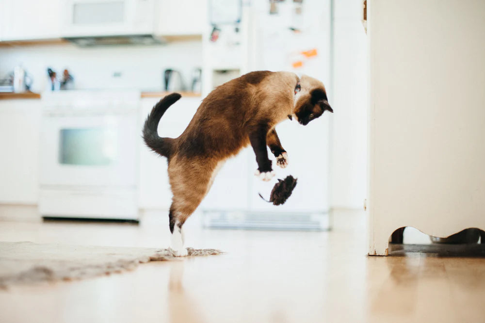 Cat pouncing in kitchen with plush mouse cat toy midair beneath