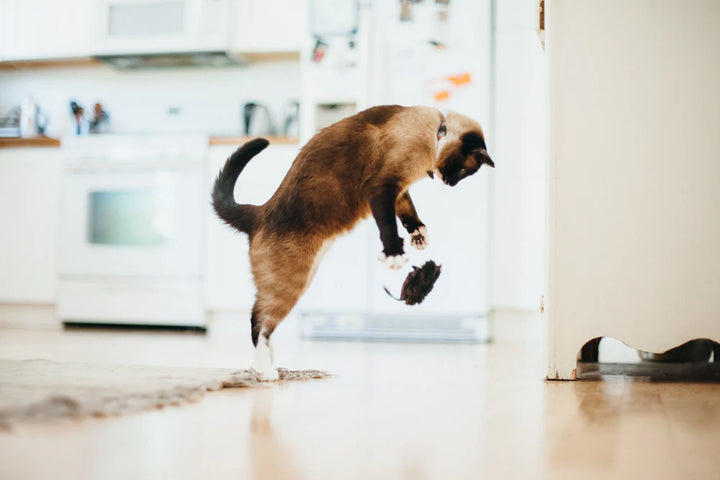 Cat pouncing in kitchen with plush mouse cat toy midair beneath