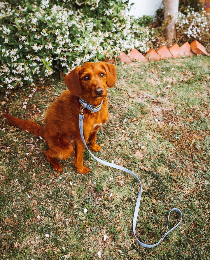 Red scruffy dog outdoors wearing a modern waterproof blue Biothane dog collar with matching 5-foot signature leash and solid brass hardware.