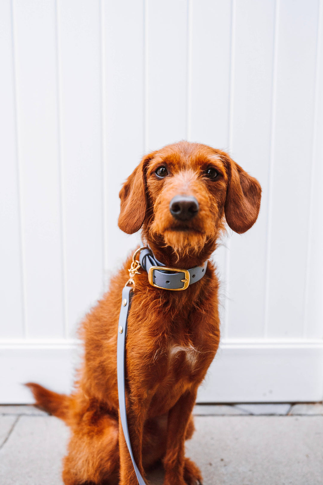 Scruffy reddish dog outdoors wearing a modern waterproof blue Biothane collar with matching leash and solid brass hardware.
