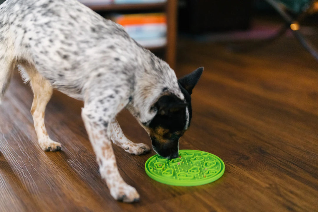 Dog licking green ZoomieRex EverLick Mat by Pet P.L.A.Y. in living room, eco-friendly lick mat for dogs