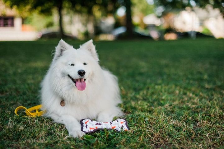 Dog lying on grass with ECO P.L.A.Y. Bone squeaky toy, eco-friendly dog toy made from recycled materials