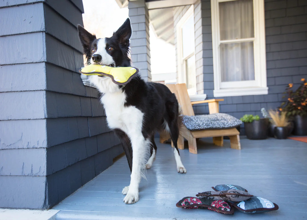 Dog on a porch with a yellow toy, surrounded by various shoes
