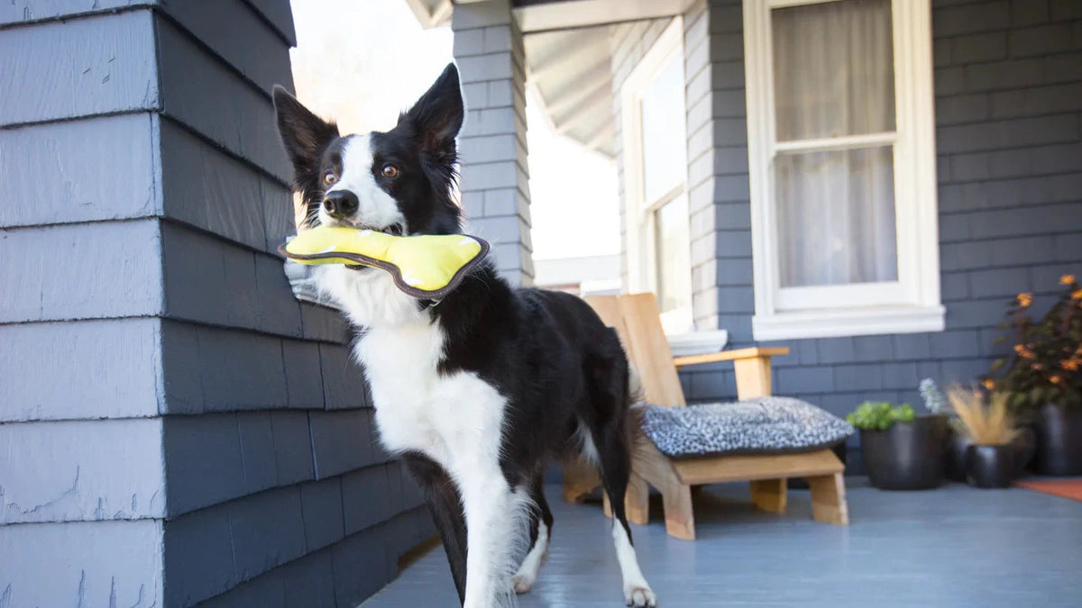 Dog on a porch with a yellow toy, surrounded by various shoes