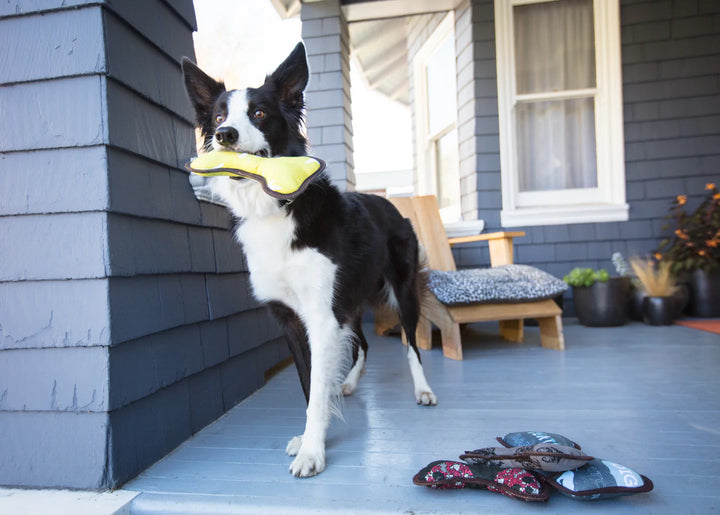 Dog on a porch with a yellow toy, surrounded by various shoes