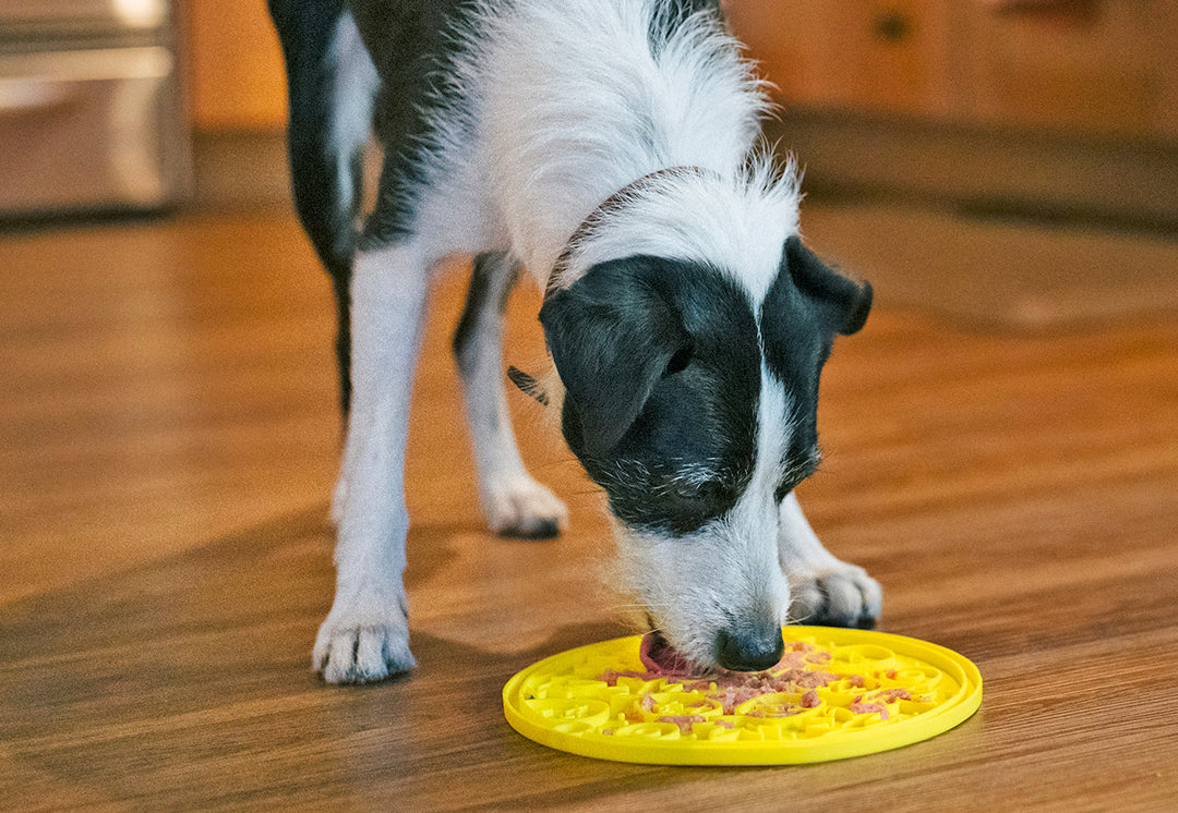 Dog licking yellow ZoomieRex EverLick Mat by Pet P.L.A.Y. in living room, durable lick mat for dogs
