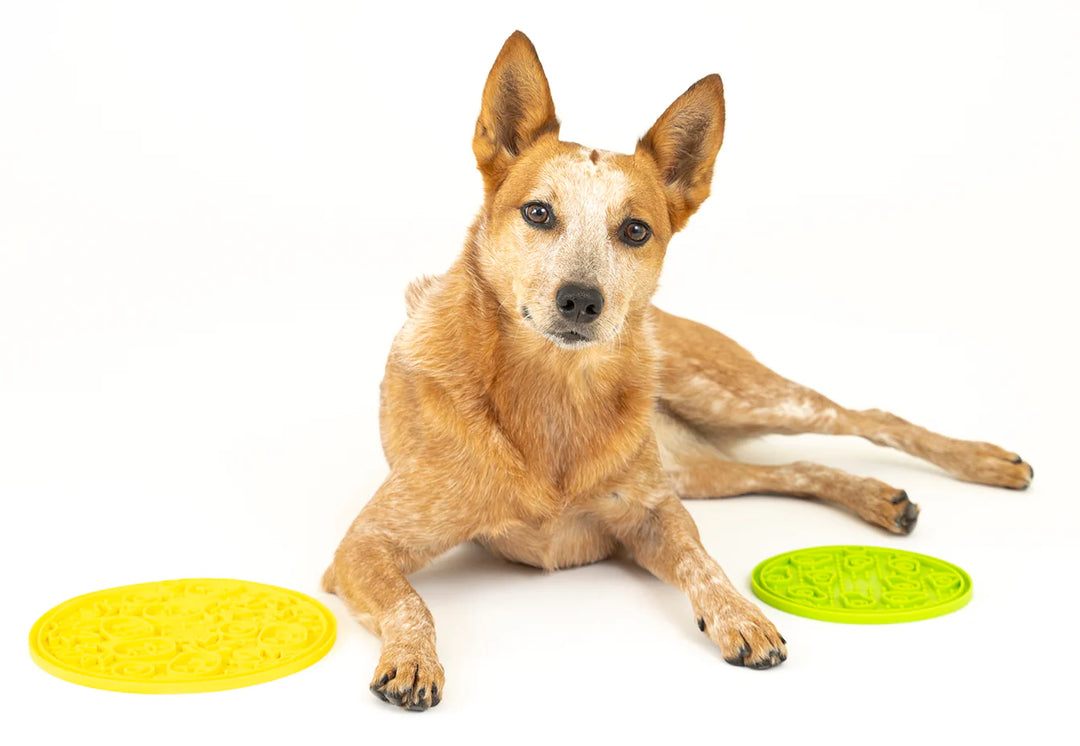 Dog lying down with green and yellow ZoomieRex EverLick Mats beside him, looking at camera, Pet P.L.A.Y. lick mats