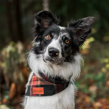 Dog with Snap On Bandana