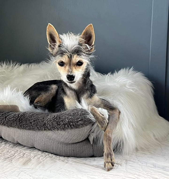 Small dog with a fluffy coat sitting on a textured pillow against a neutral background