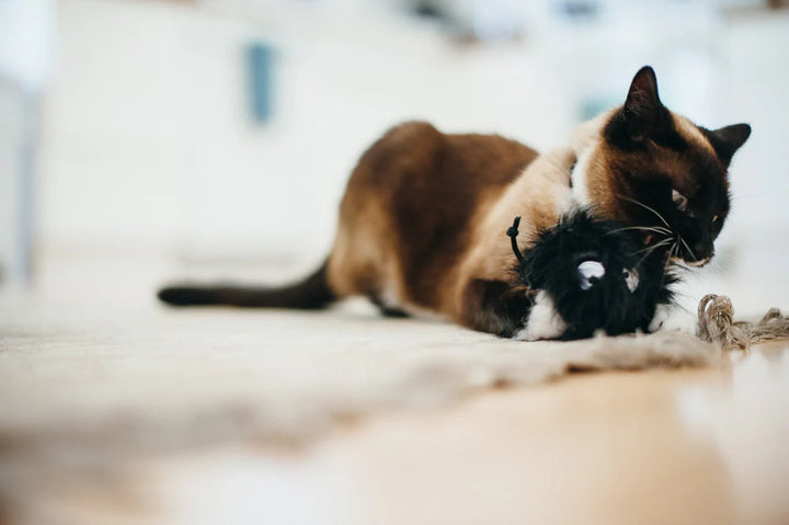 Cat playing with Feline Frenzy Frisky Furball plush toy with rope knots and catnip
