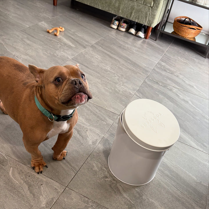 Dog standing on a tiled floor next to a Tobsters food bin.