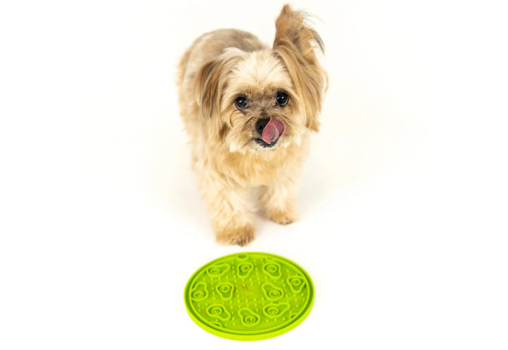 Small dog looking at camera while licking above green ZoomieRex EverLick Mat by Pet P.L.A.Y.