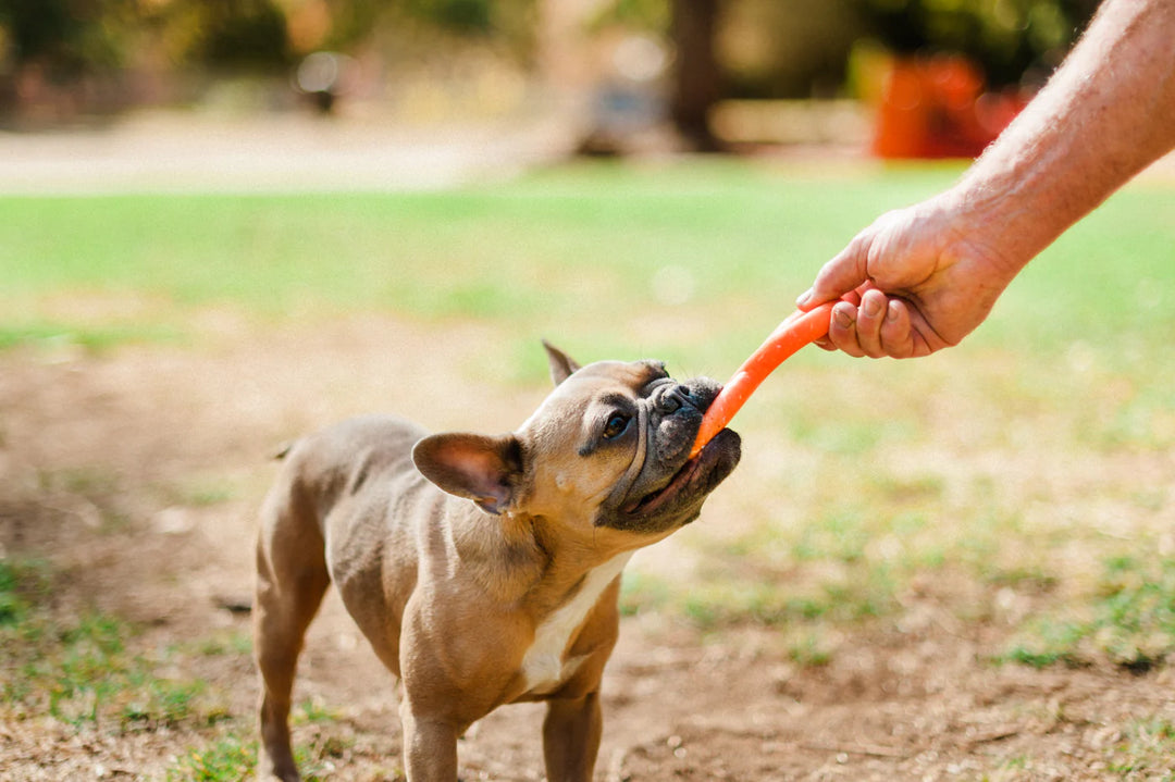 Dog playing with a toy outdoors
