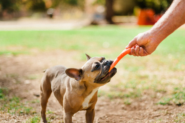 Dog playing with a toy outdoors