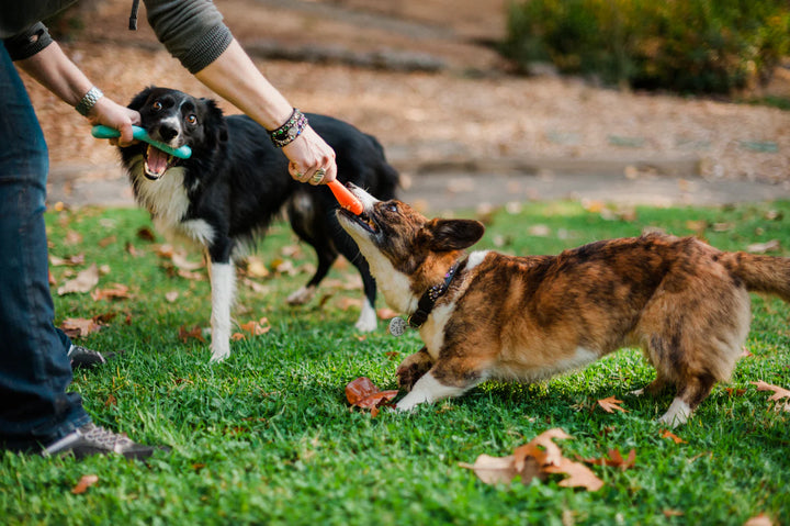Two dogs playing tug-of-war at park with ZoomieRex FantasTug dog toys held by owner