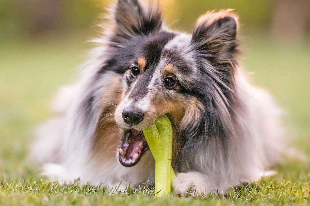 Dog chewing on a toy in a grassy outdoor setting
