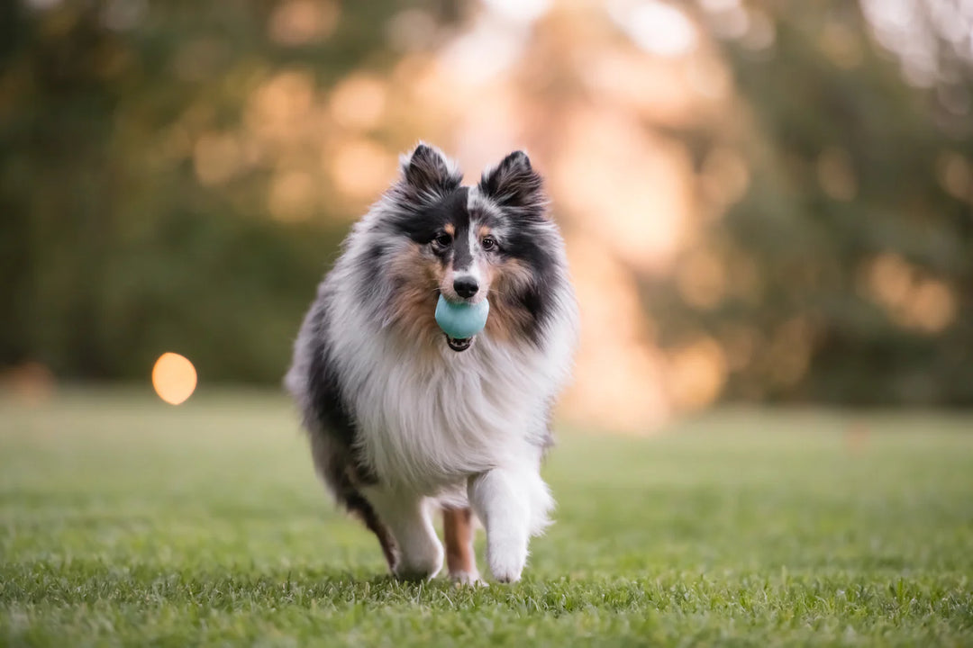Dog running in park carrying blue ZoomieRex IncrediBall dog toy in mouth