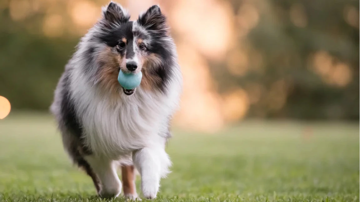 Dog running in park carrying blue ZoomieRex IncrediBall dog toy in mouth
