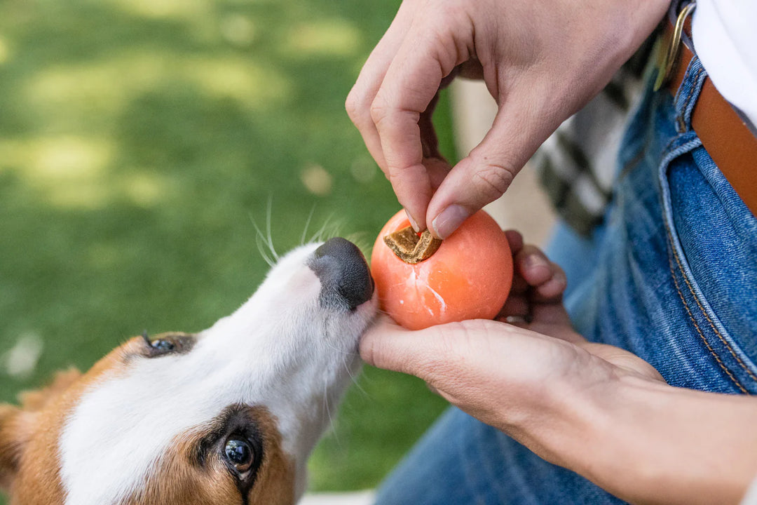 Dog sniffing orange ZoomieRex IncrediBall dog toy while owner places treat inside